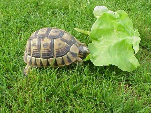 quels animaux mangent de la salade