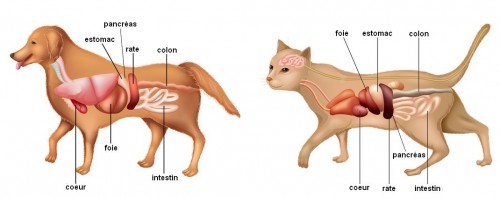 anatomie du chien et du chat