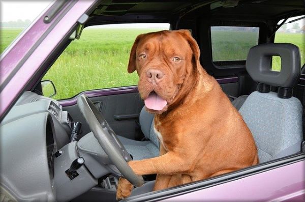 Transport de chien en voiture - Capital Chrysler