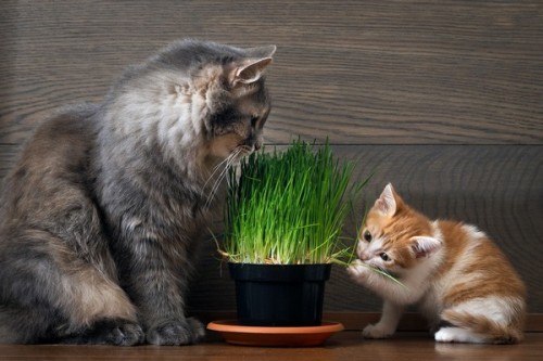 Jouet boule d'herbe comestible pour chat - Chatounette