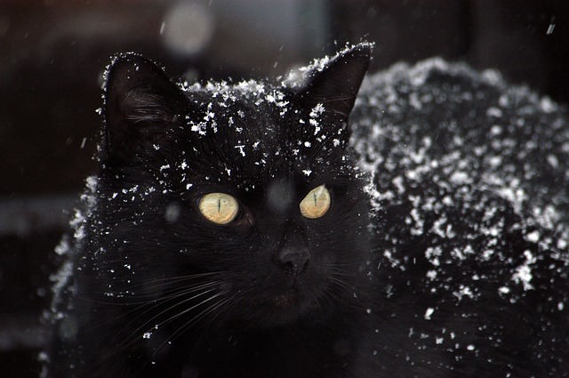 chat-noir-sous-la-neige