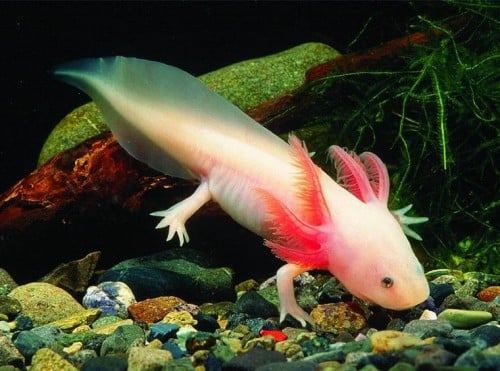 Qu'est-ce que l'axolotl ? - Blog