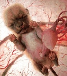 fœtus de chien chiot