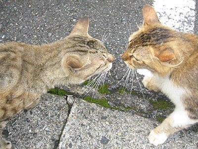 Réussir la cohabitation entre 2 chats en 7 points