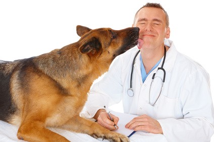 métier vétérinaire