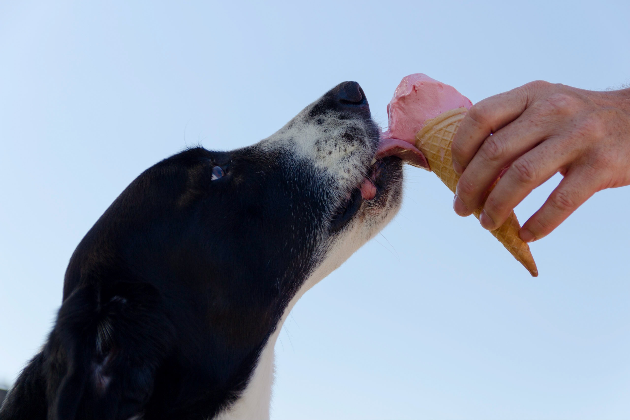 chien-glace