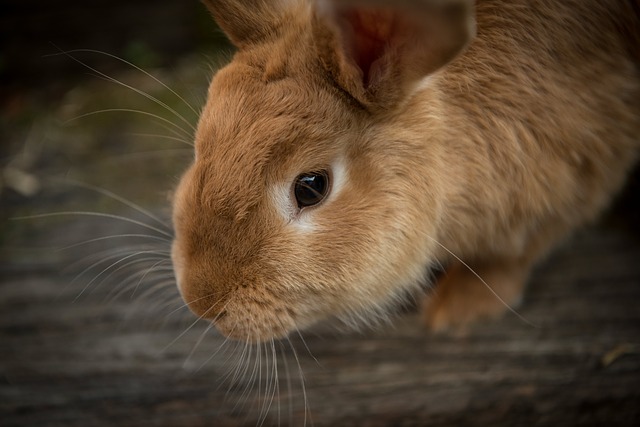 Стоит ли вакцинировать кролика?