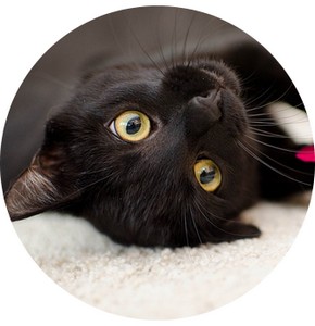 5 raisons d'adopter un chat noir - Sans Croquettes Fixes
