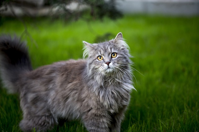 brossage-maine-coon