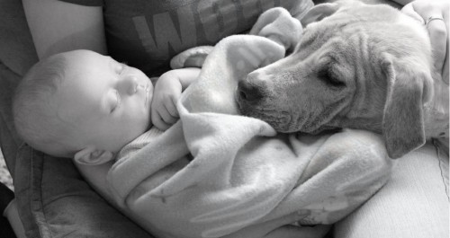 Cohabitation bébé et chien