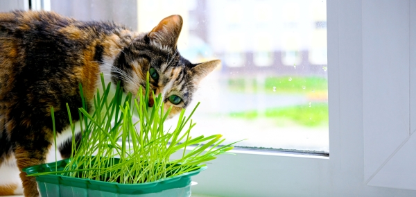 Chat qui renifle son herbe à chat au bord d'une fenêtre
