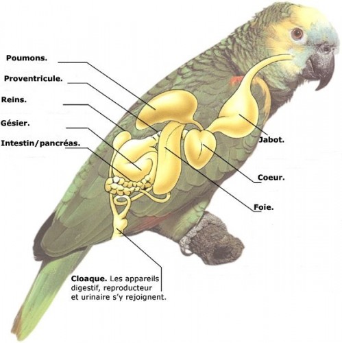 анатомия попугая