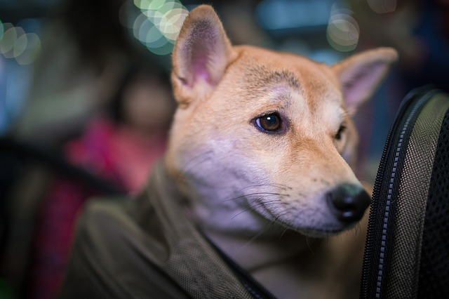 Caisse de transport pour chien : quel modèle choisir ? Test