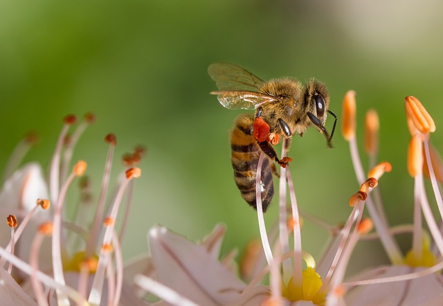 L'abeille : l'espèce la plus importante sur Terre selon l'ONG Earthwatch  Institute - Blog