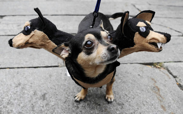 Halloween : déguisements pour chien les plus effrayants du web ! - Blog