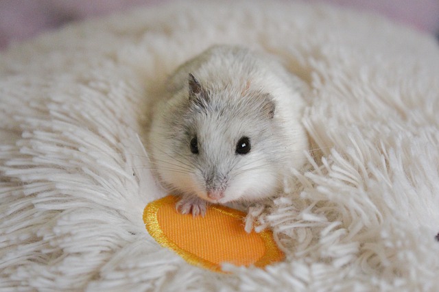 Pourquoi Mon Hamster Crie Blog