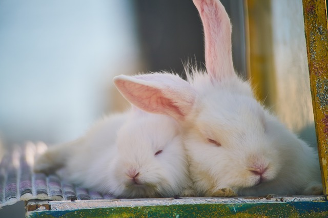 Что такое нервная беременность у кроликов?