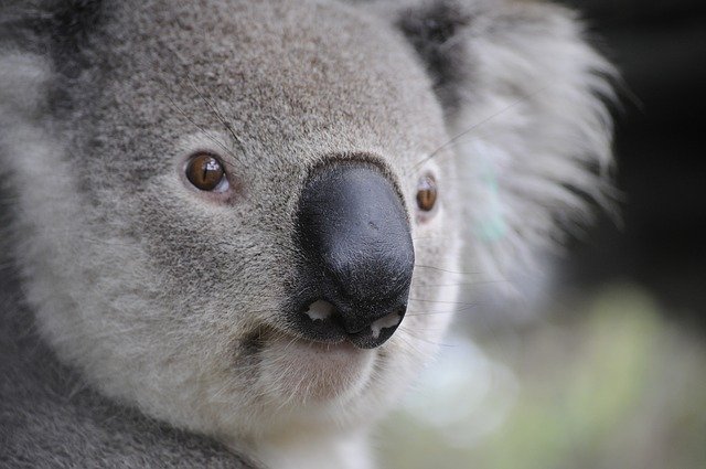 koala-australie