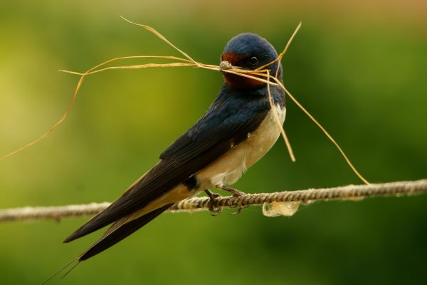 Étape 1 diy nid pour oiseaux : fournitures et nature