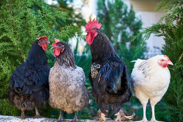 Comment vermifuger vos poules naturellement ?