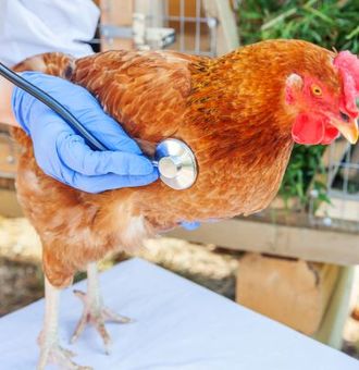 Maladie des poules : Causes, Symptômes et Traitement