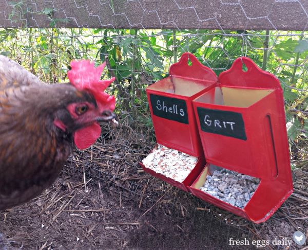 DIY : 11 mangeoires pour poules dans votre poulailler - Blog