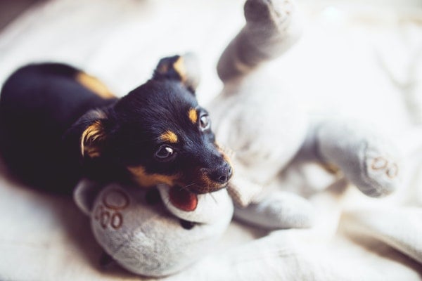 Doudou pour chien : Tout pour Réconforter votre fidèle animal