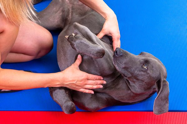 L'ostéopathie : comment peut-elle aider votre chien ?