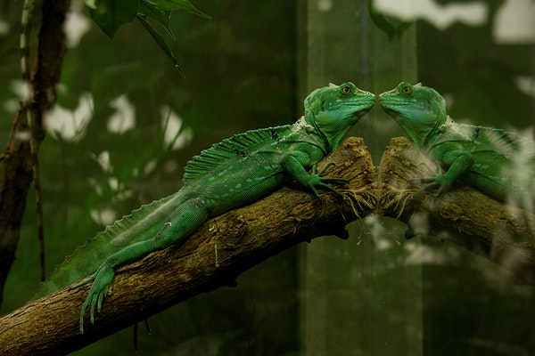 Tout savoir sur l'Iguane Vert