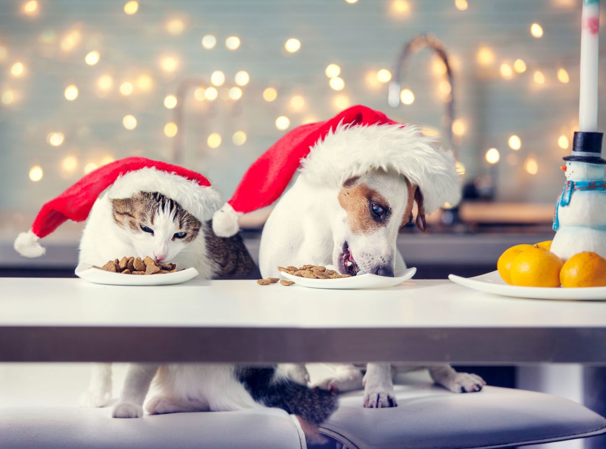 DIY : 2 Recettes de Noël naturelles pour chien et chat