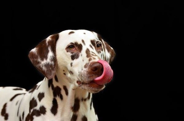Nourriture humide pour chien : Comment nourrir son chien sans croquettes ?