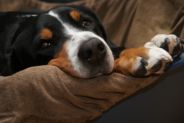 Le rhume du chien : comment le soigner efficacement ?