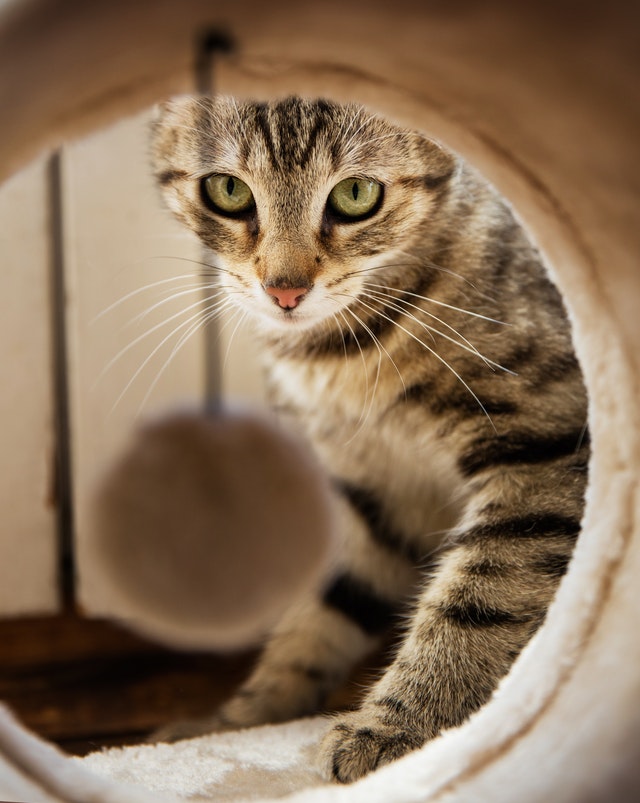DIY Meuble Litière : 9 idées pour cacher la litière de mon chat