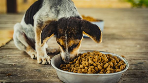 News Zoomalia : Tableau comparatif croquettes chien en train de manger dans sa gamelle