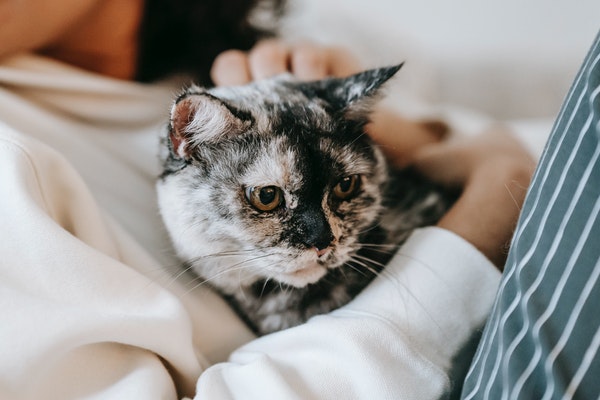 Acné du chat : causes, symptômes et traitement efficace - Blog