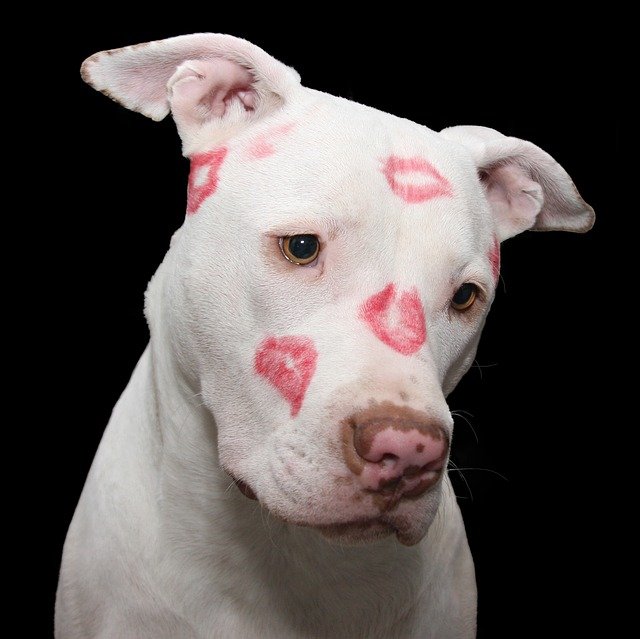DIY Saint-Valentin : 9 façons d'aimer son chien adoré