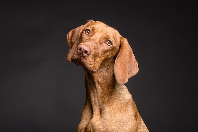 Furonculose chez le chien : causes, symptômes et traitement contre l'acné canine