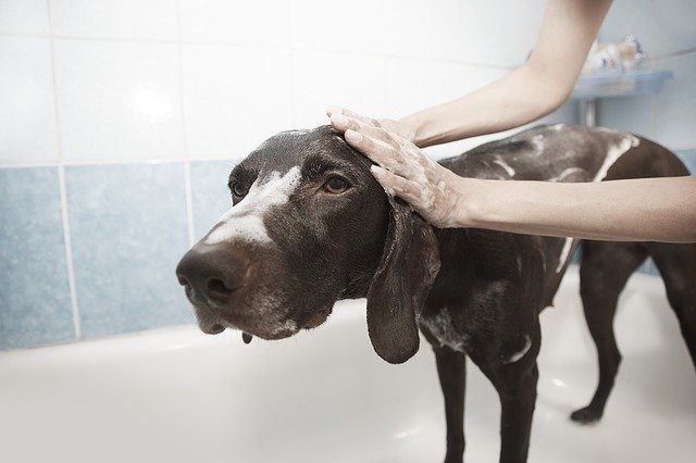 Laver son chien ou son chat : à quelle fréquence ?