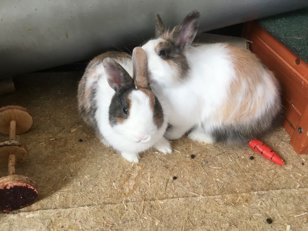 DIY : 7 conseils pour adopter un lapin nain de compagnie