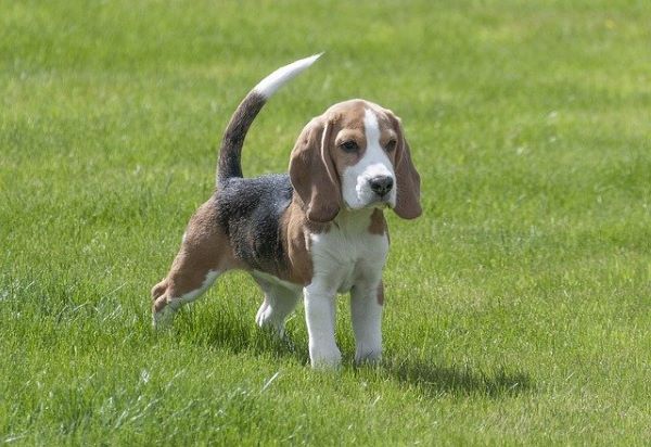 Le Beagle : Tout Savoir sur lui !