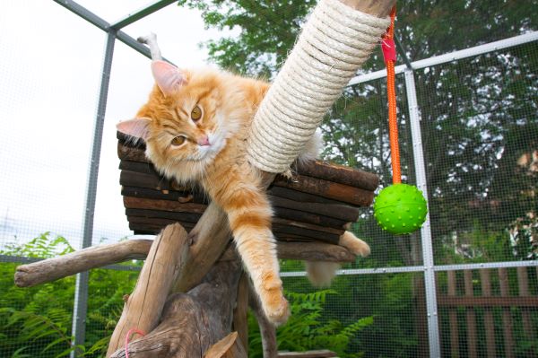 Catio : 7 conseils d'experts pour aménager un patio pour chat
