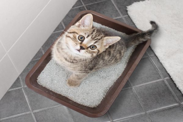 Où jeter la litière du chat ? 5 façons de bien la recycler