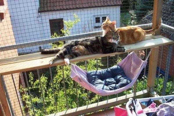 Enclos pour chat sur le balcon
