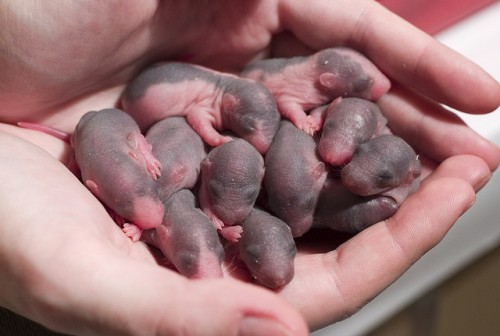 Bébés rats à la naissance