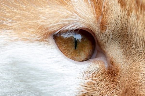 Glaucome chez le chat : causes, symptômes et traitement
