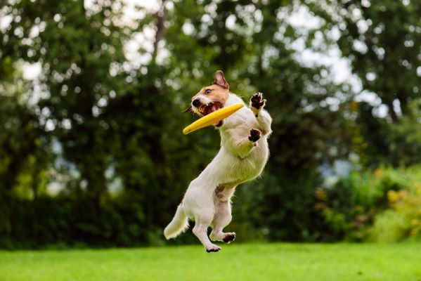 Discdog : comment apprendre le frisbee à mon chien ?