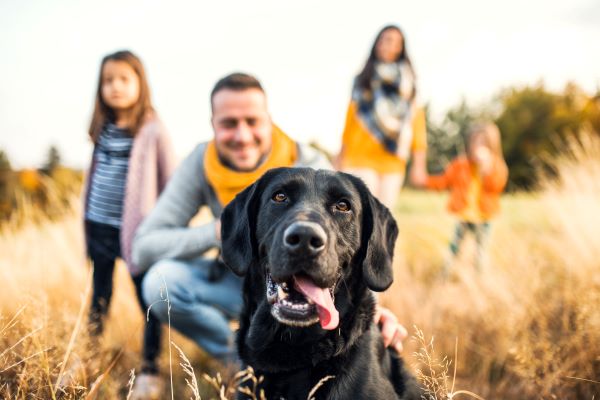 Booster l'espérance de vie d'un chien : 7 conseils d'experts