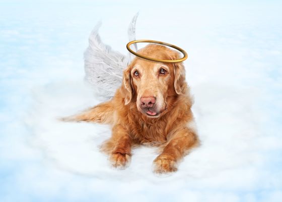 Vivre un deuil animal : 6 conseils pour vous aider à le surmonter