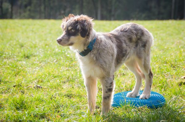 Guide de la propriocepton canine : Fitpaws