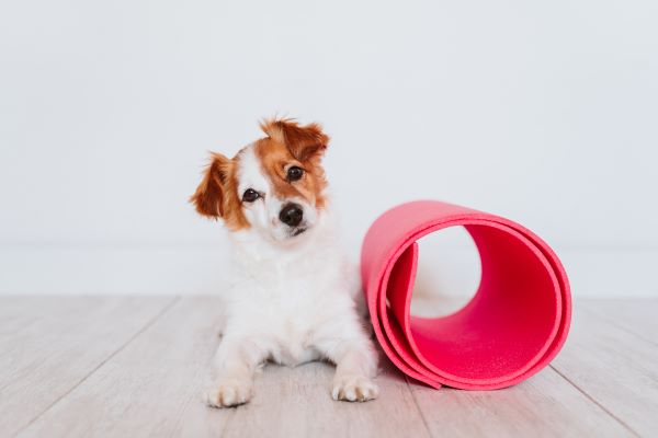 Guide de la Proprioception Canine : de la Gym pour votre Chien